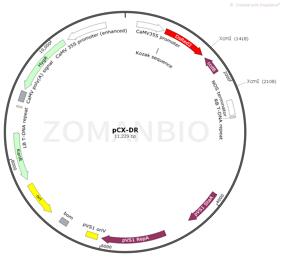 ZK1728 pCX-DR.png